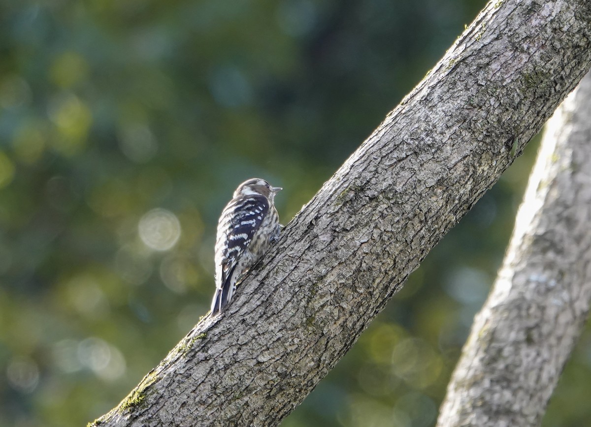 Japanese Pygmy Woodpecker - ML446762281