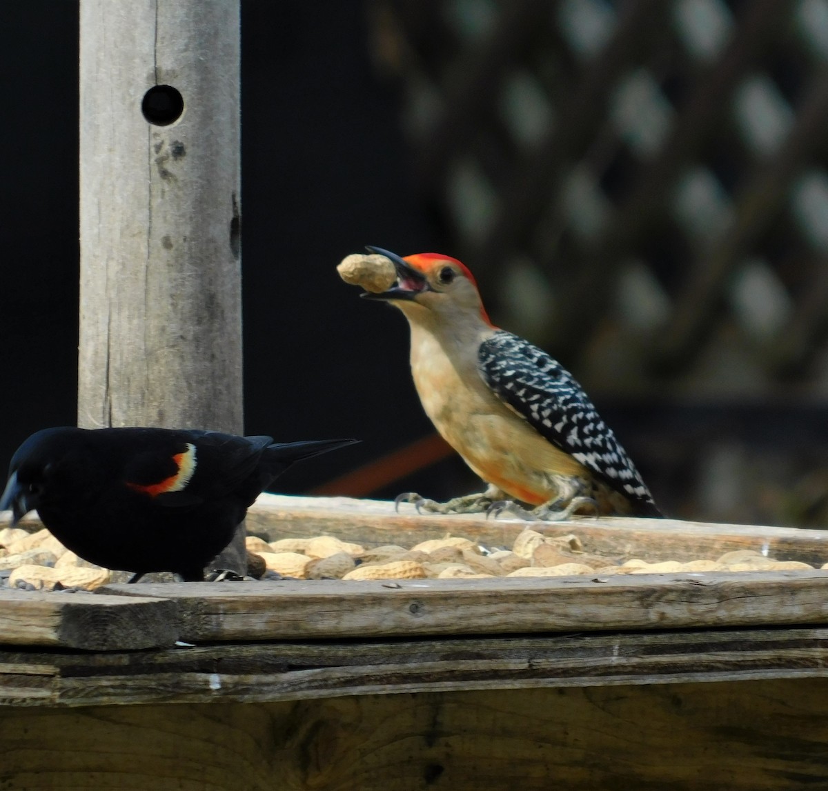 Red-bellied Woodpecker - ML446763211