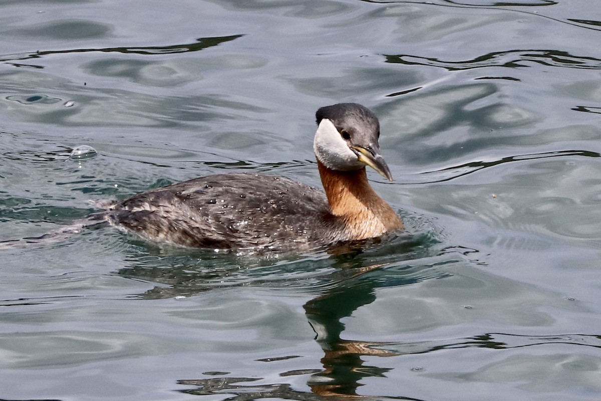 Red-necked Grebe - ML446763611