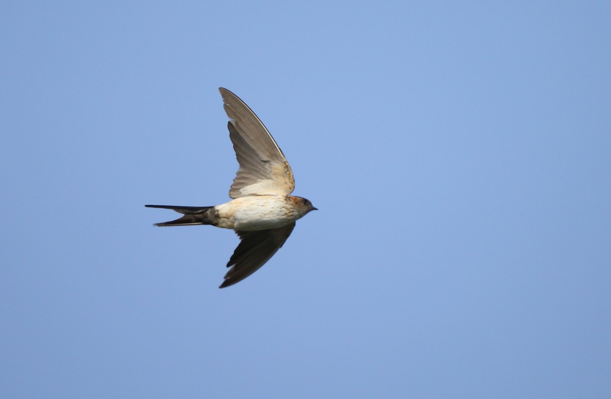 Red-rumped Swallow - ML44677091