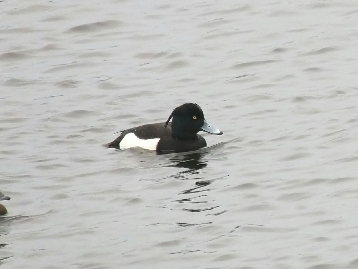Tufted Duck - ML44677191