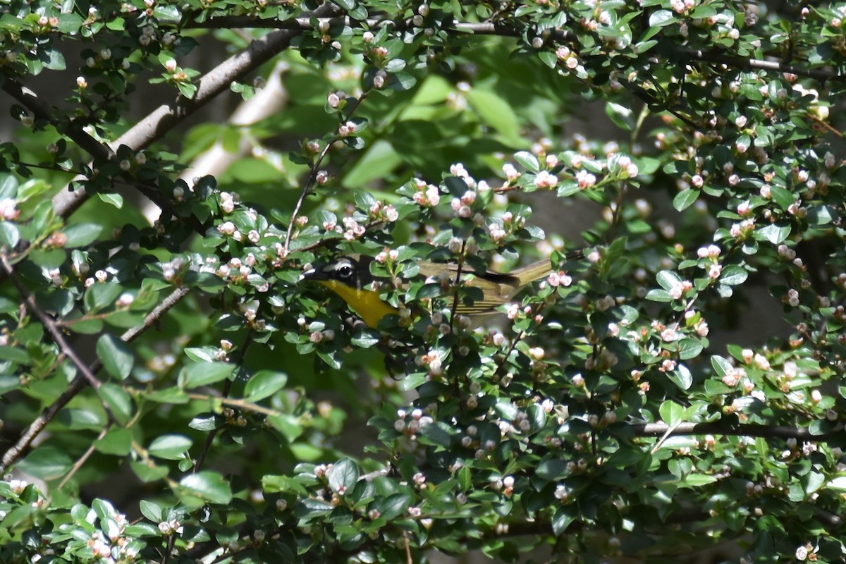 Yellow-breasted Chat - ML446776481