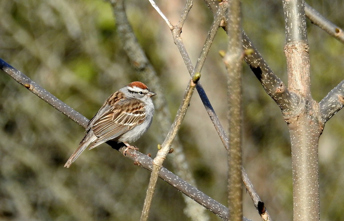 Chipping Sparrow - ML446776951