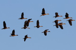 Fulvous Whistling-Duck, ML446777091