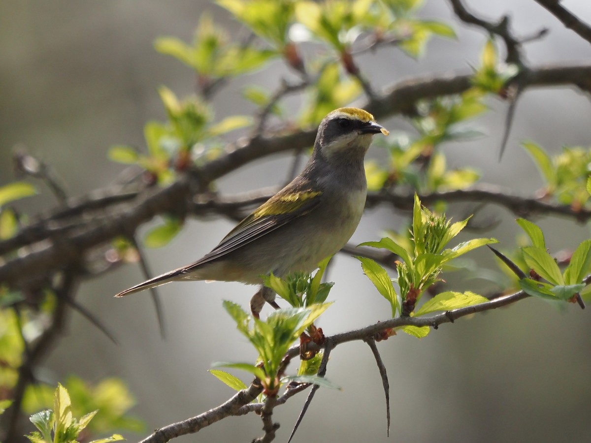 Golden-winged Warbler - Kirk LaGory