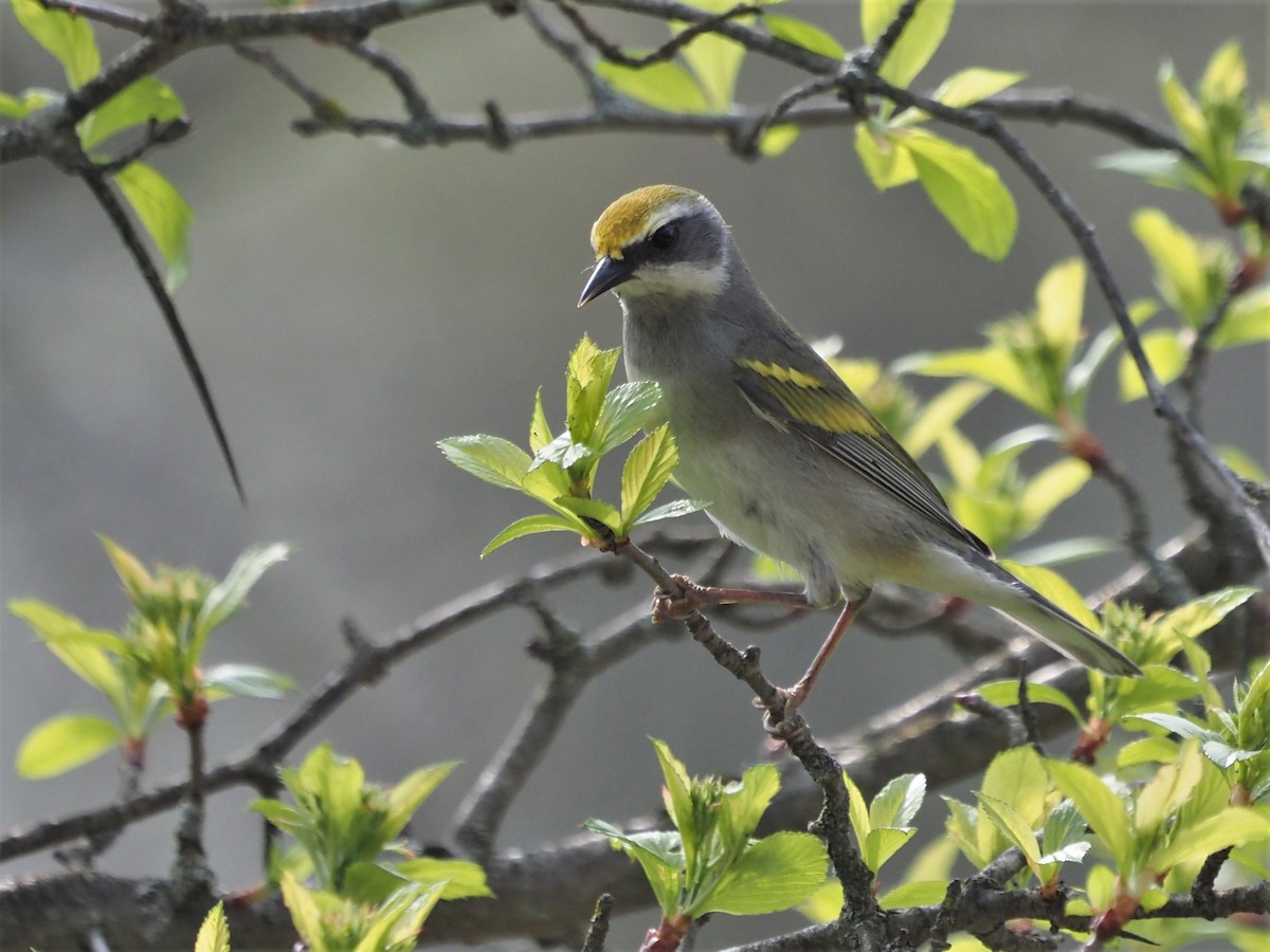 Golden-winged Warbler - Kirk LaGory
