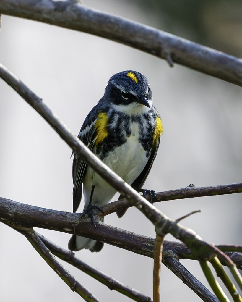 Yellow-rumped Warbler - P Smith