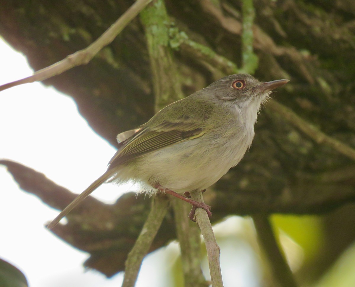 Pearly-vented Tody-Tyrant - ML446795151