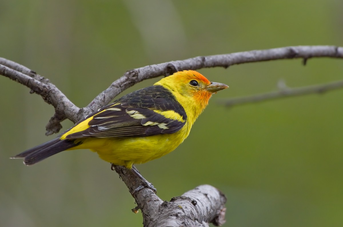 Western Tanager - Calvin S