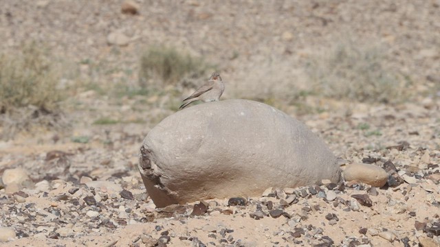 Толстоклювый пустынный вьюрок - ML446806681
