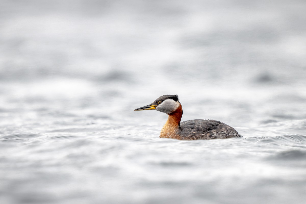Red-necked Grebe - ML446809331