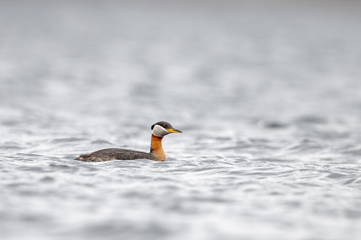 Red-necked Grebe - ML446809391