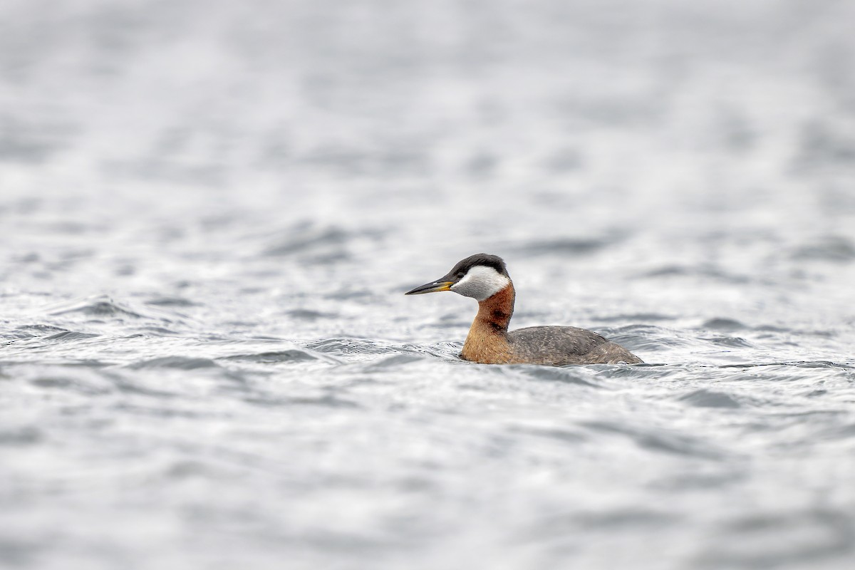 Red-necked Grebe - ML446809411