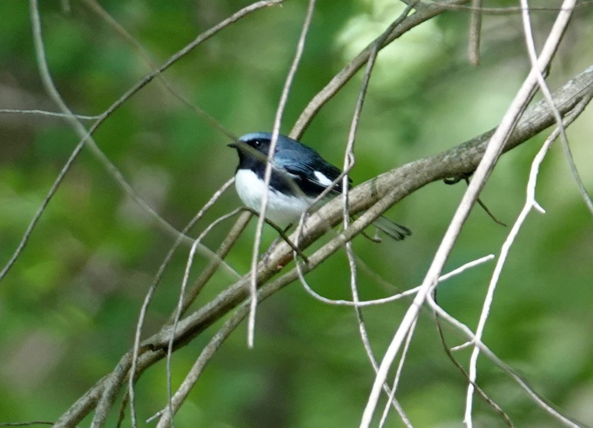 Black-throated Blue Warbler - ML446817411