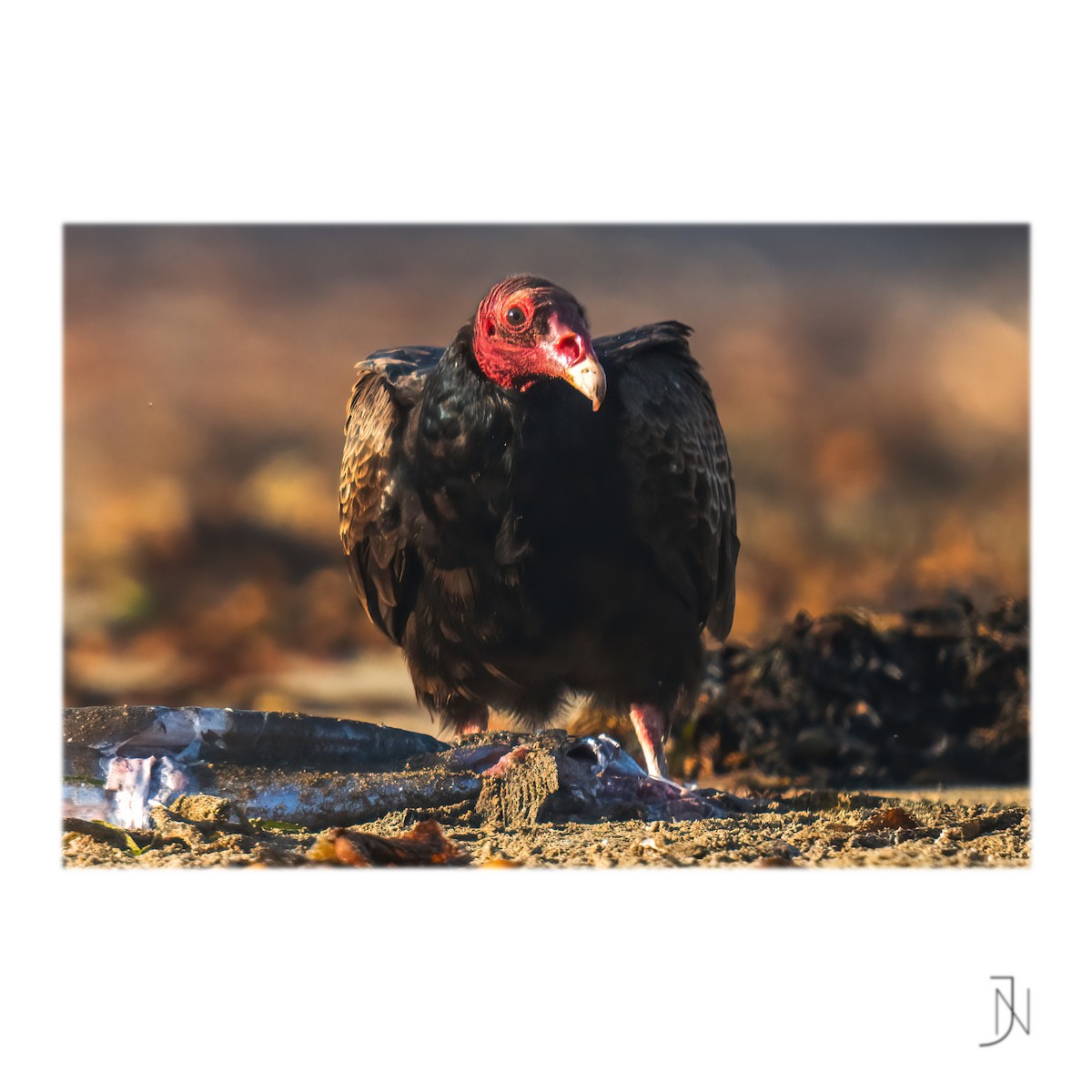 Turkey Vulture - ML446818281