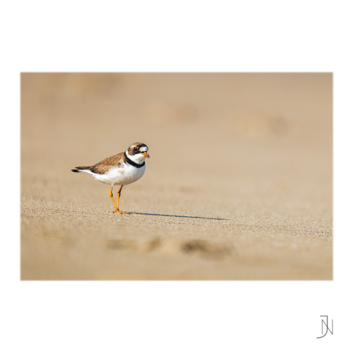 Semipalmated Plover - ML446818471