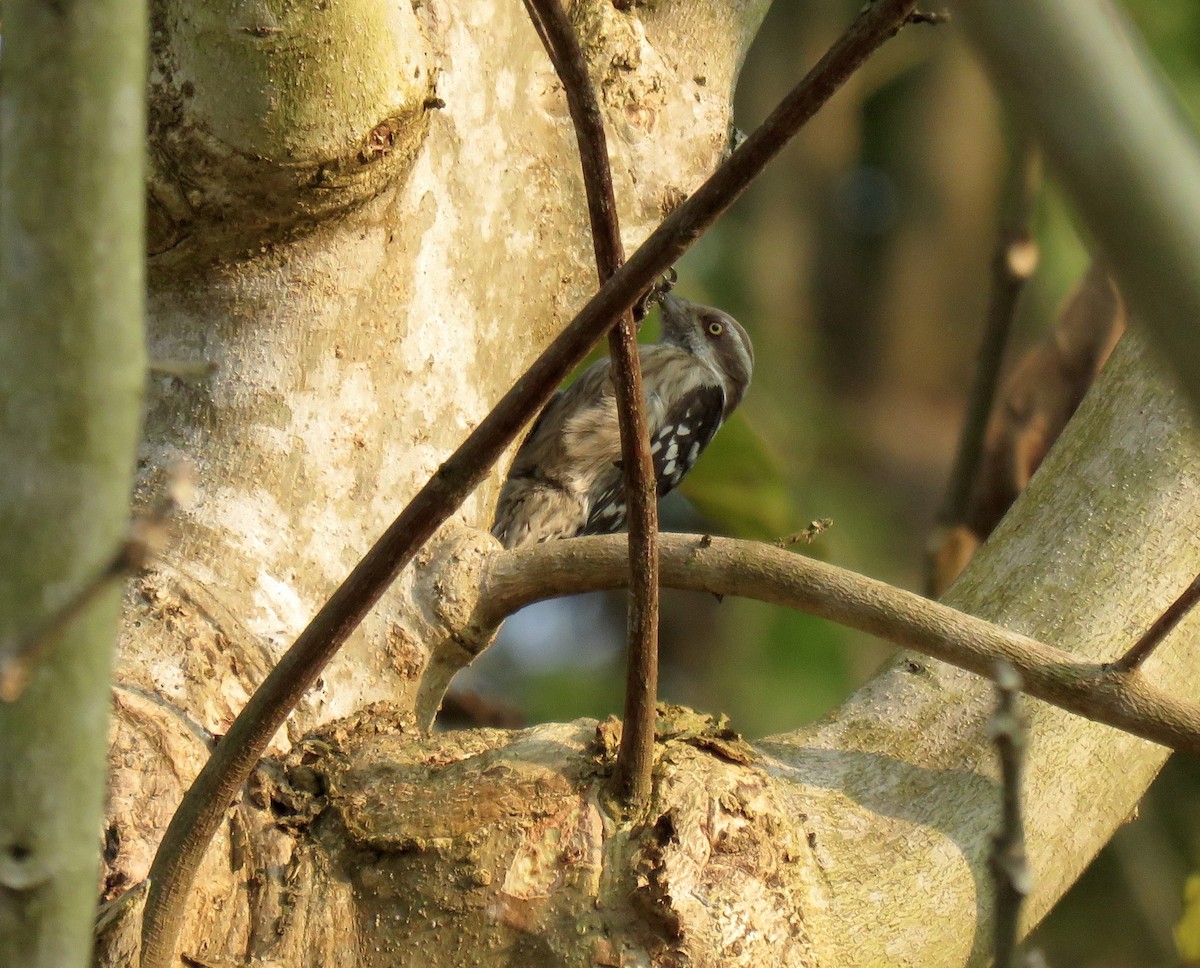 Brown-capped Pygmy Woodpecker - Mich Coker