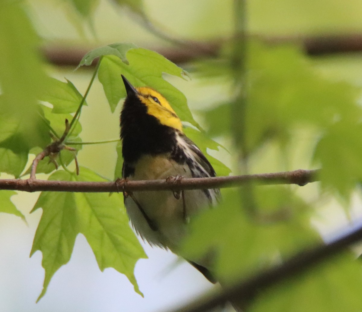 Black-throated Green Warbler - David Lehner