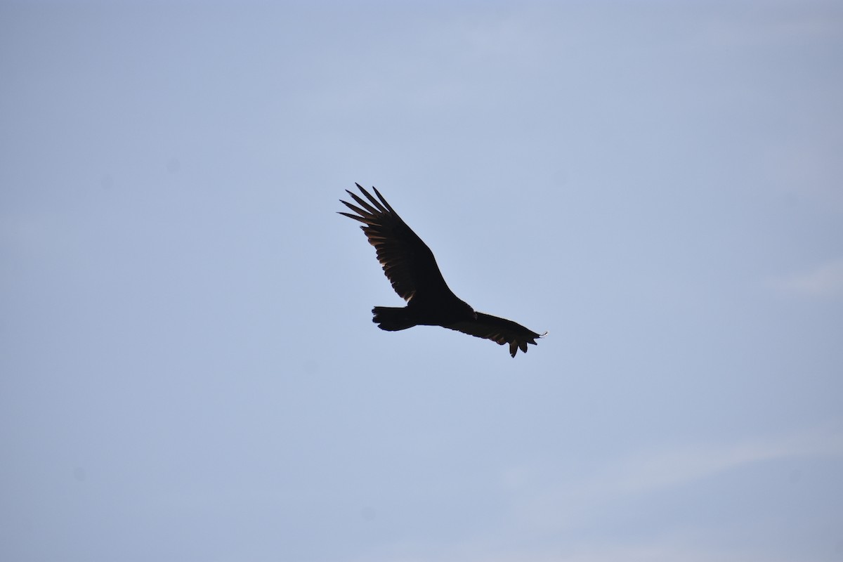Turkey Vulture (Northern) - ML446827001