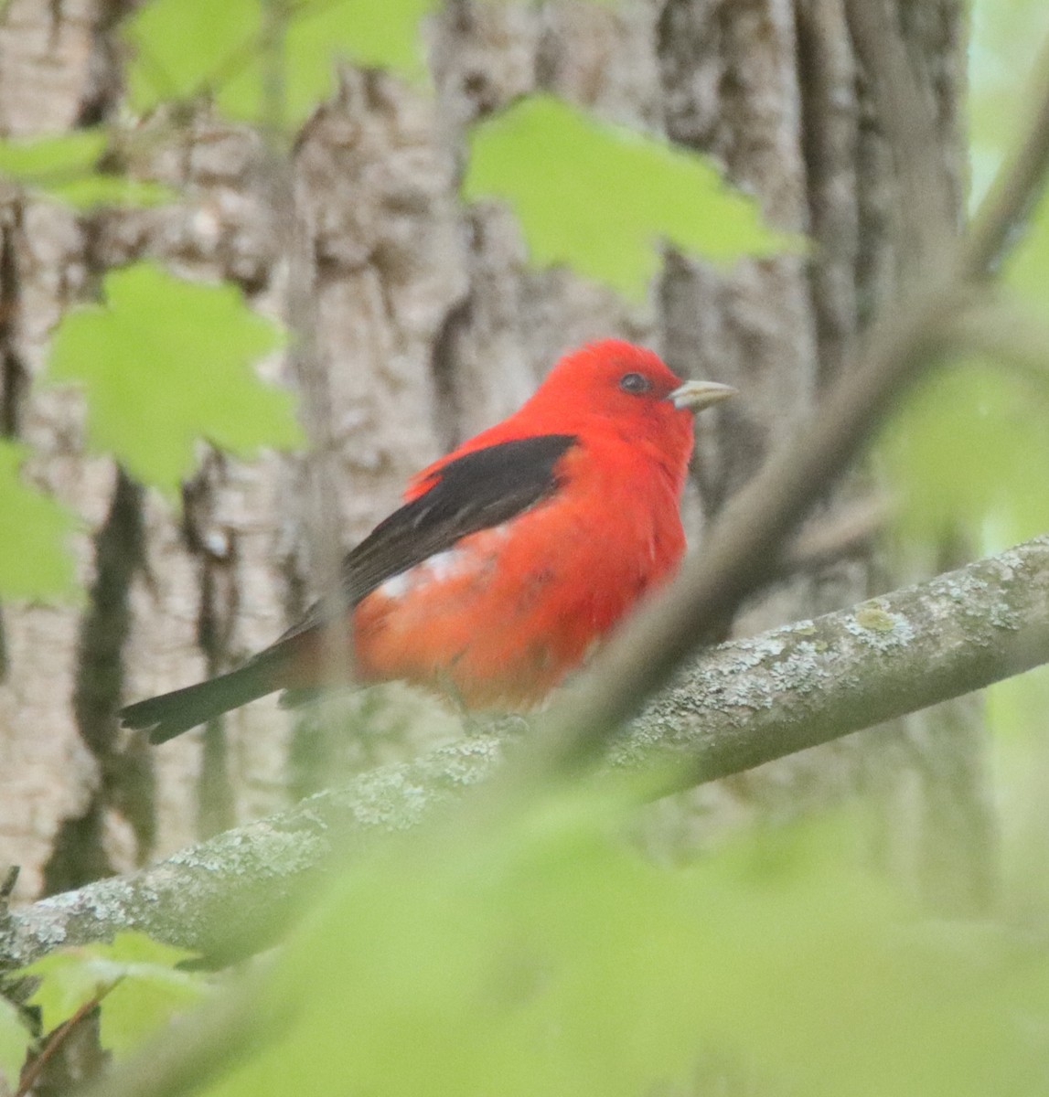 Scarlet Tanager - ML446827071