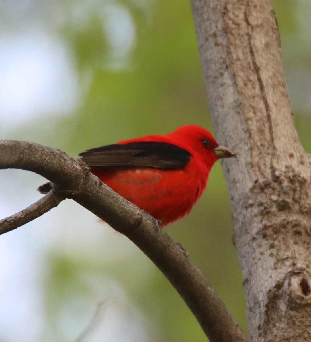 Scarlet Tanager - ML446827081