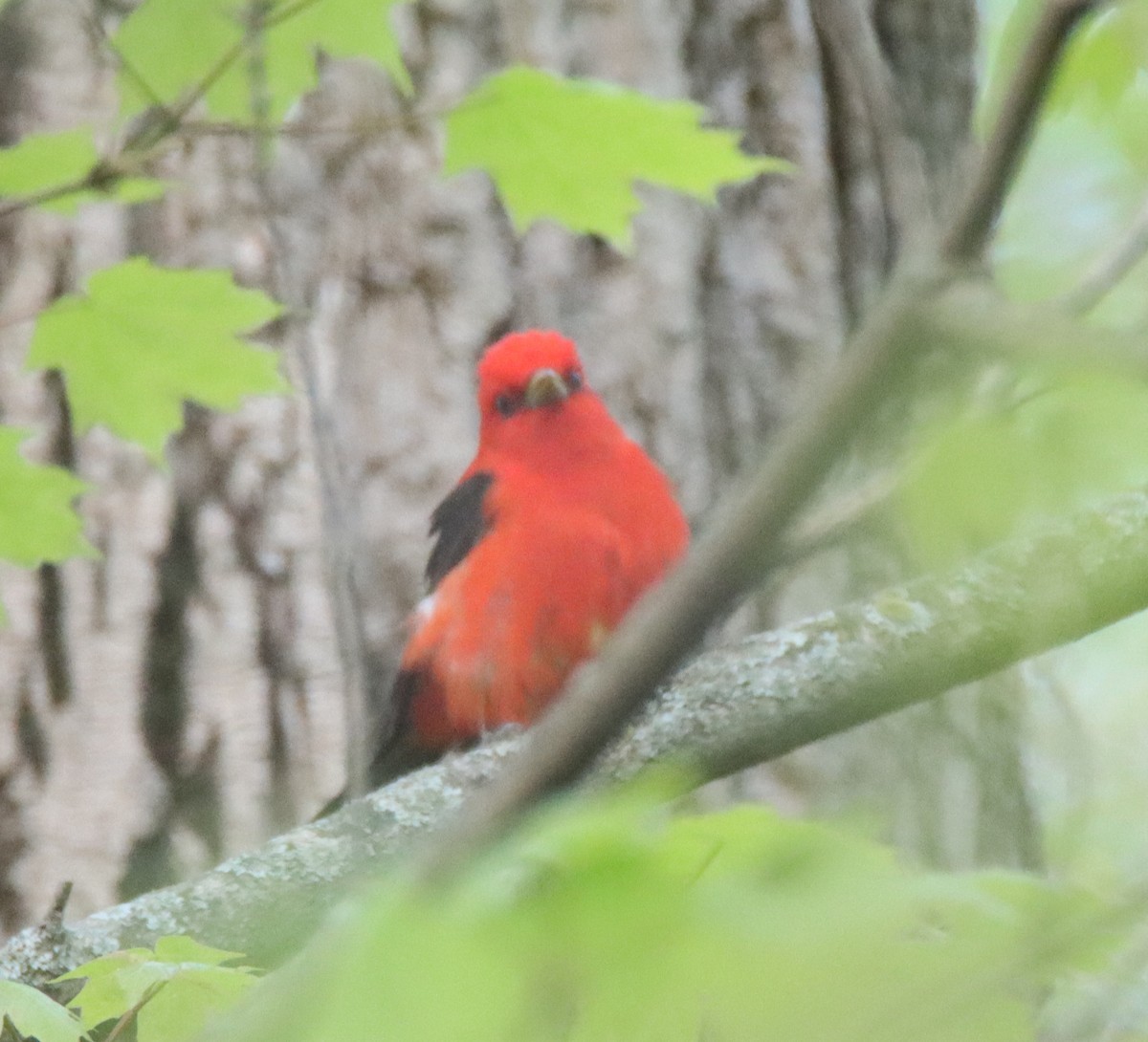 Scarlet Tanager - ML446827121