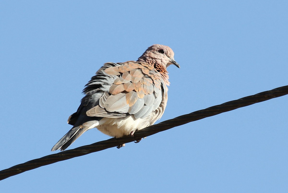 Laughing Dove - ML44683041