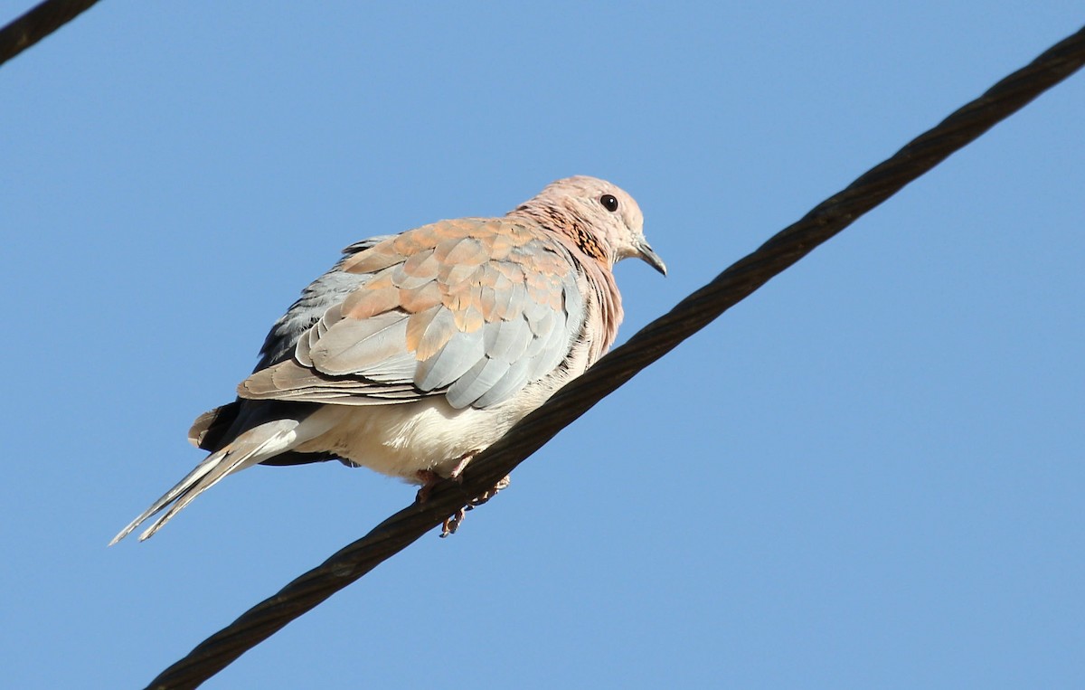 Laughing Dove - ML44683051