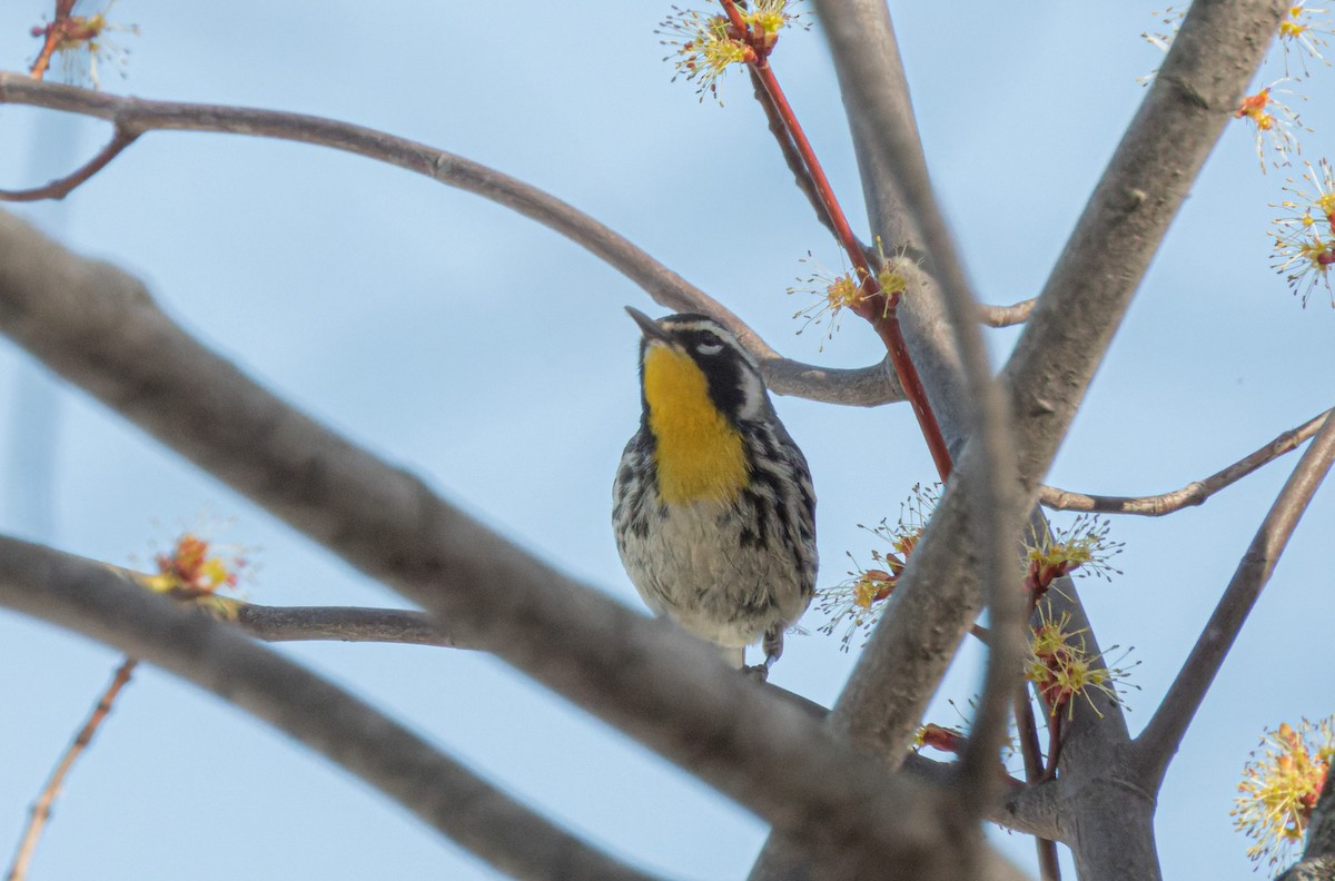 Yellow-throated Warbler - Joshua Pierce