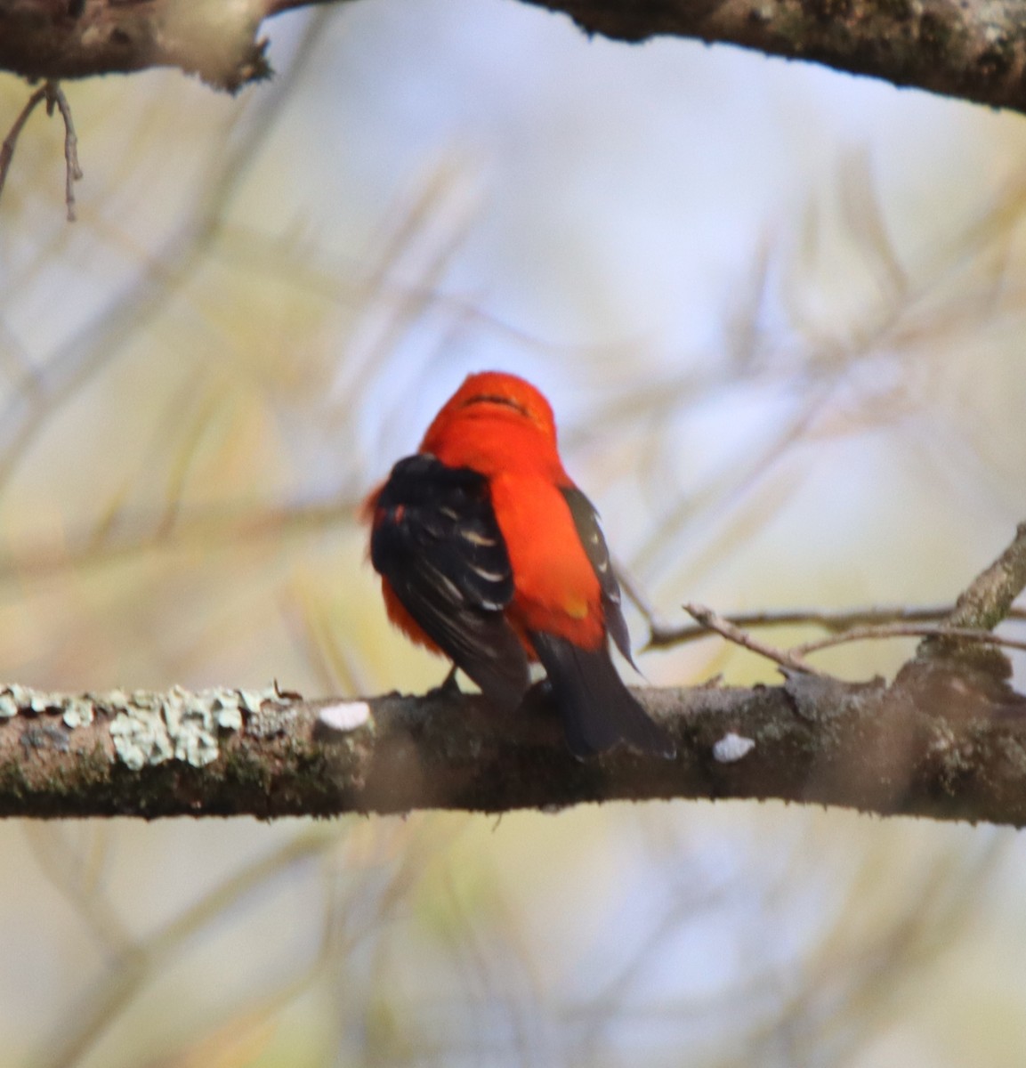 Scarlet Tanager - ML446838181