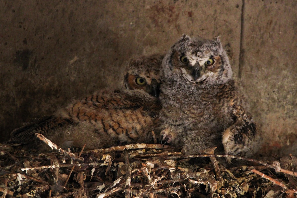 Great Horned Owl - John Wilson