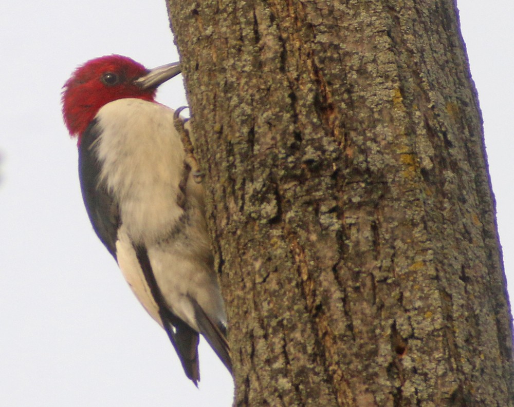 Red-headed Woodpecker - Corey Finger