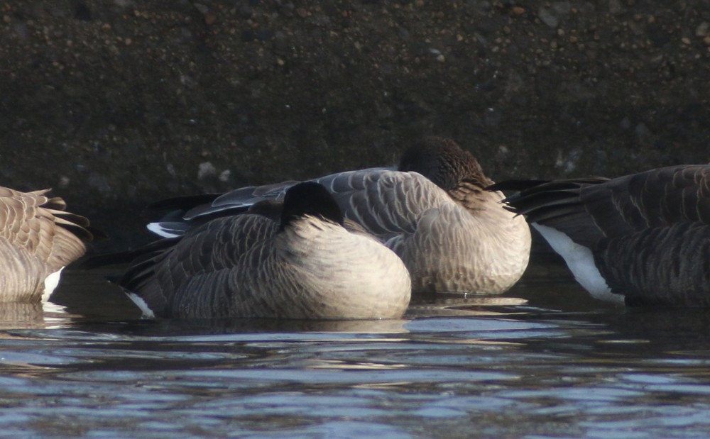 Pink-footed Goose - ML44684441
