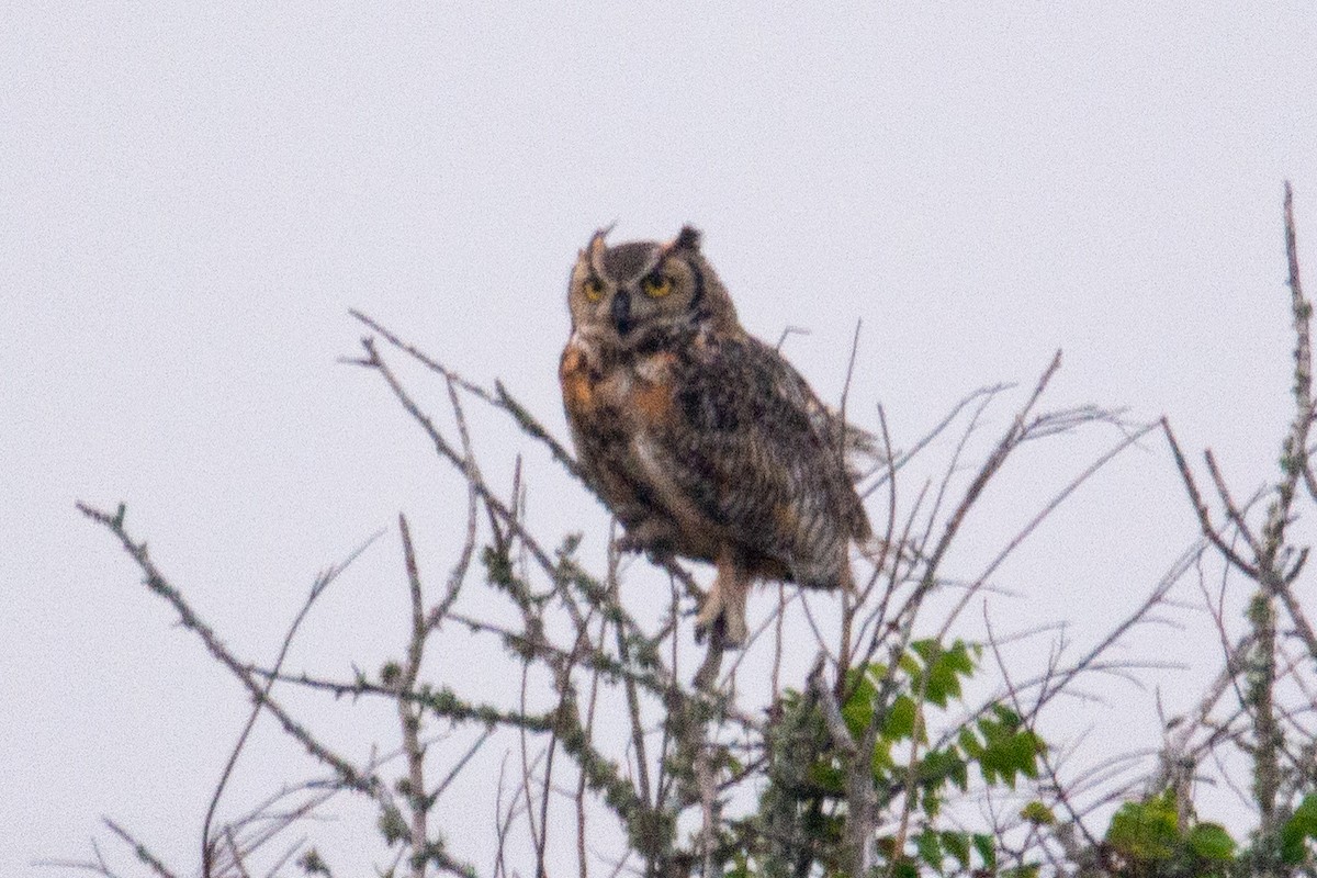 Great Horned Owl - ML446844451
