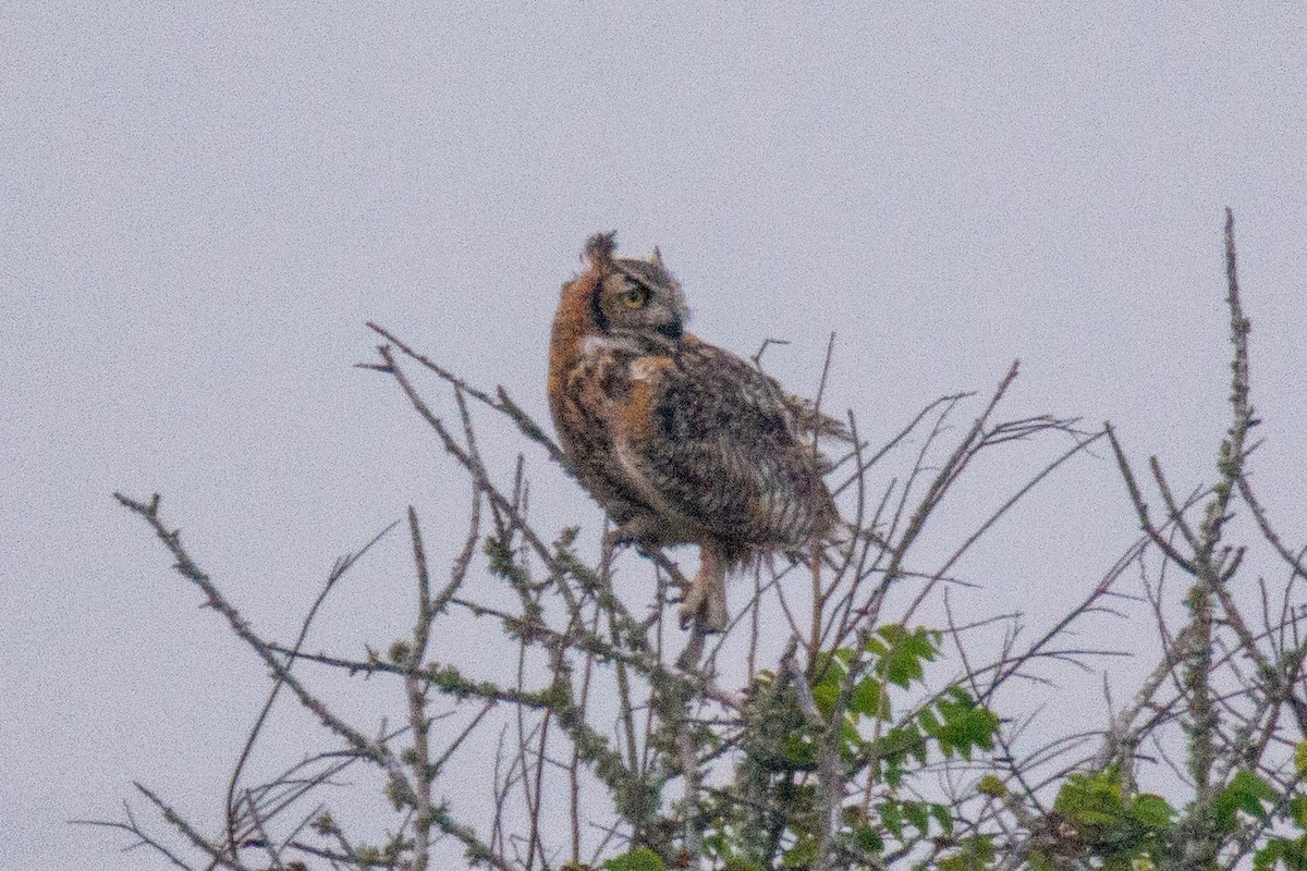 Great Horned Owl - ML446844461
