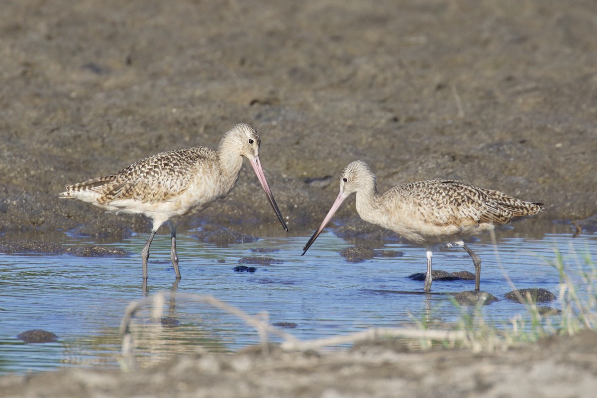 Marbled Godwit - Andres Choussy