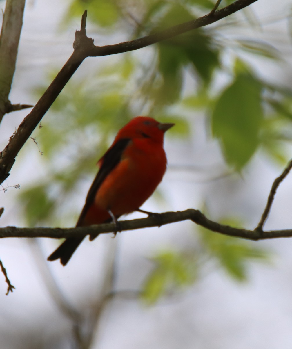 Scarlet Tanager - ML446845981