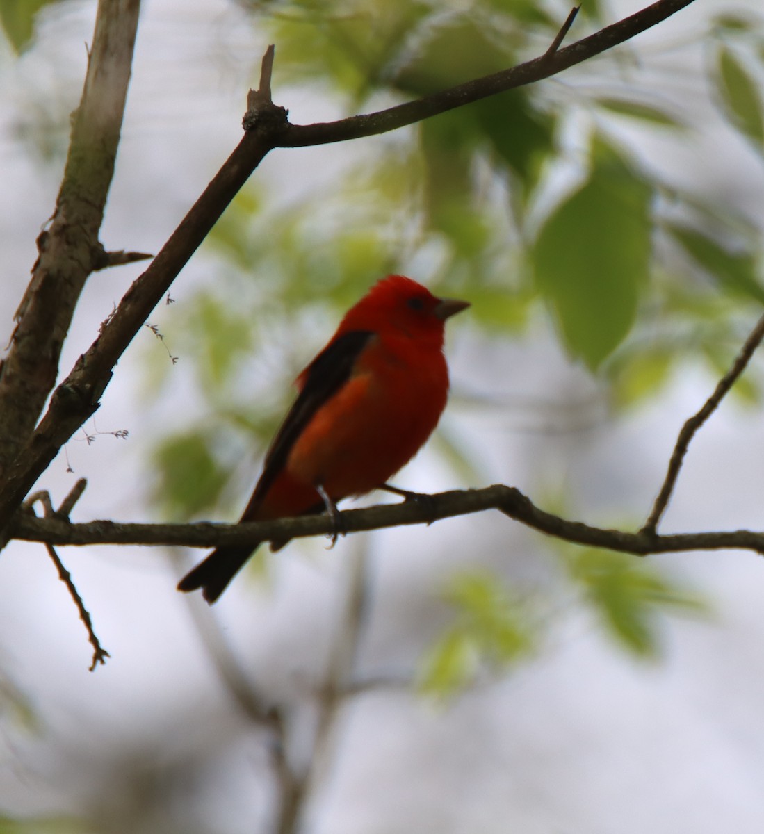 Scarlet Tanager - ML446846021