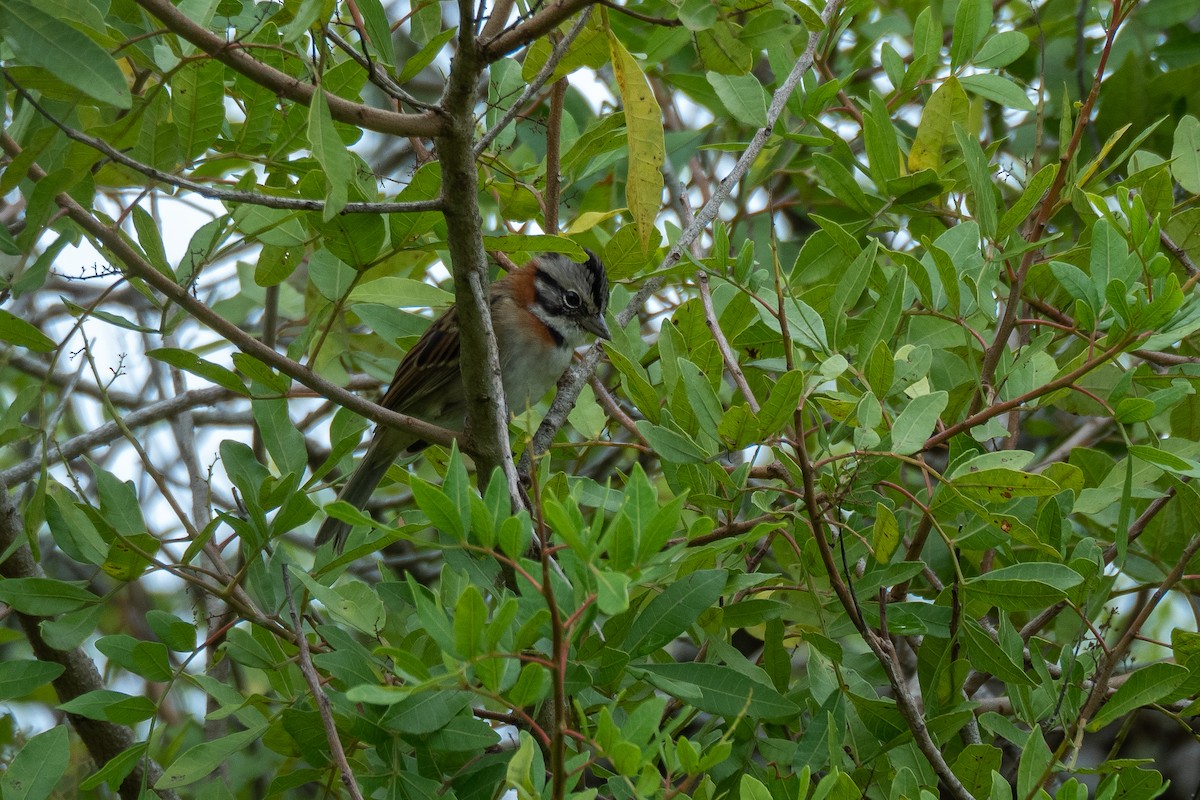 Rufous-collared Sparrow - ML446847491