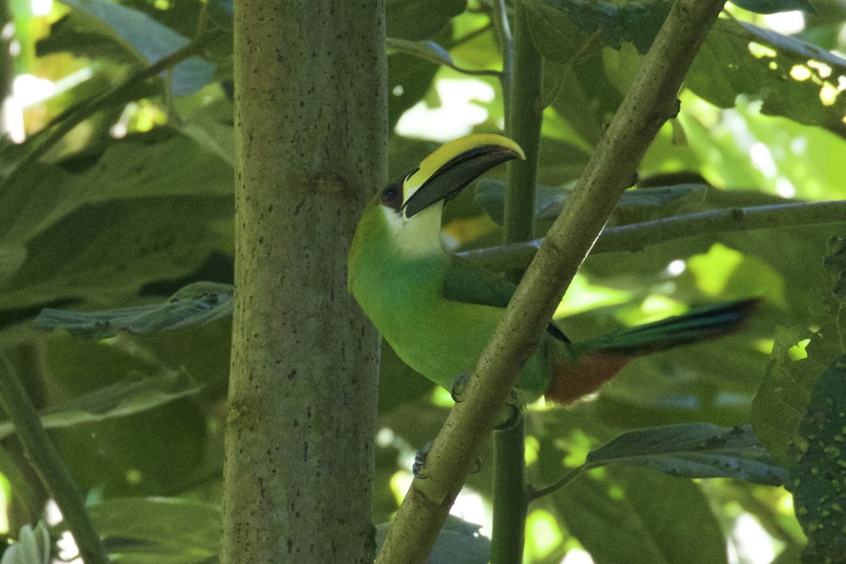 Northern Emerald-Toucanet - Andres Choussy