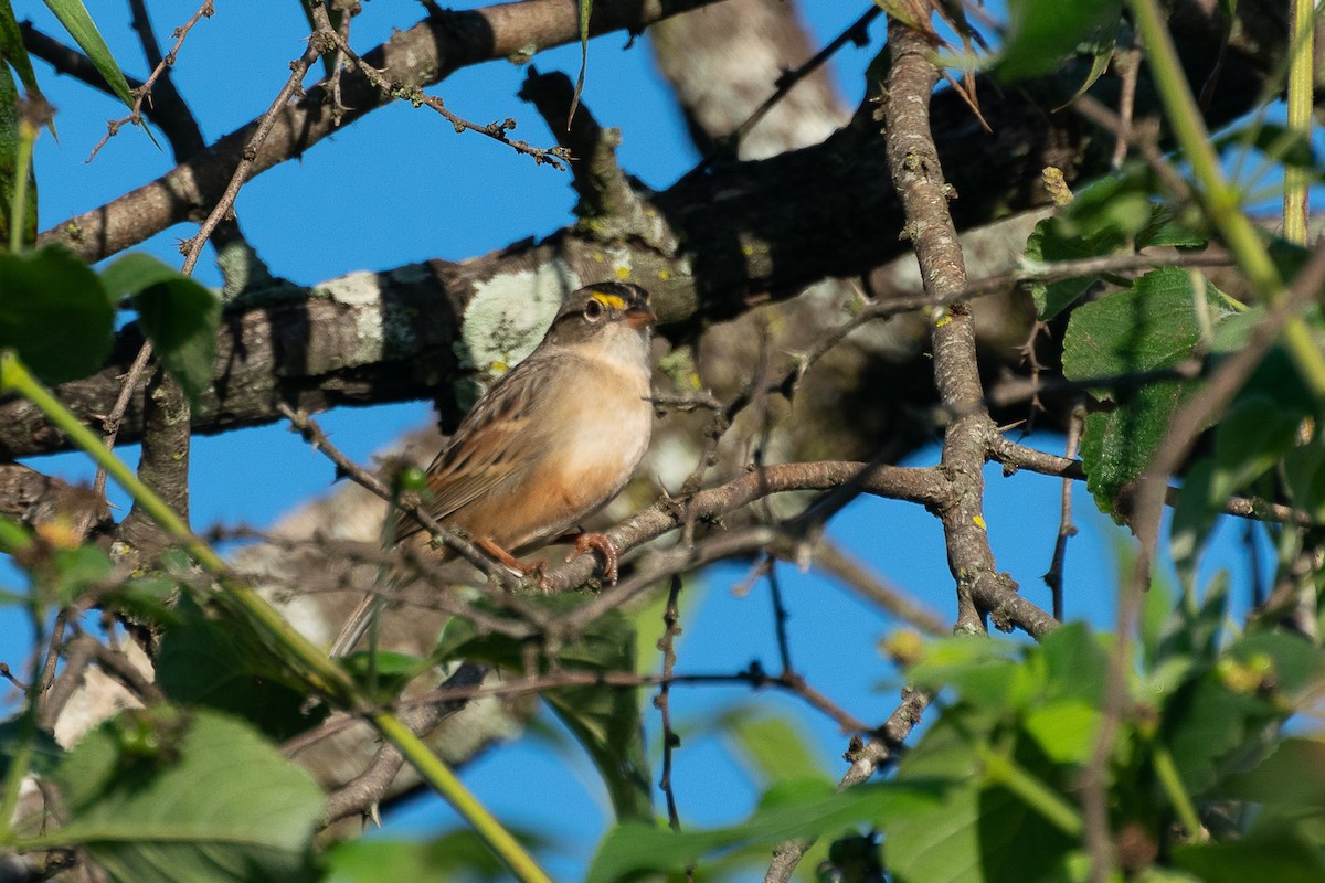 Grassland Sparrow - ML446856571