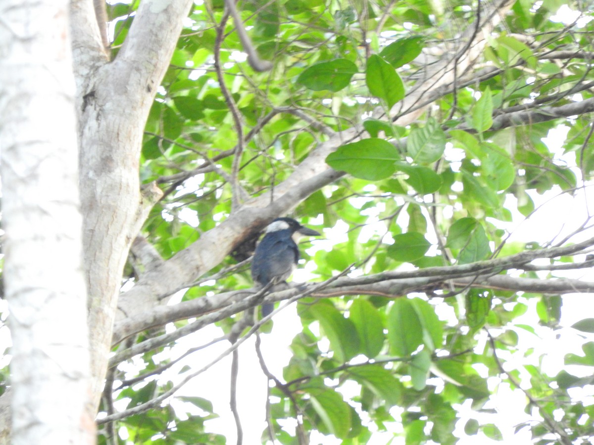 Black-breasted Puffbird - ML446858011