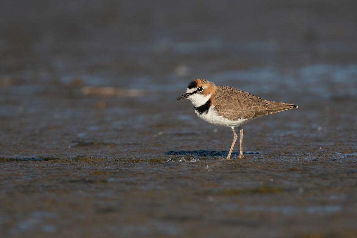 Collared Plover - ML446860921
