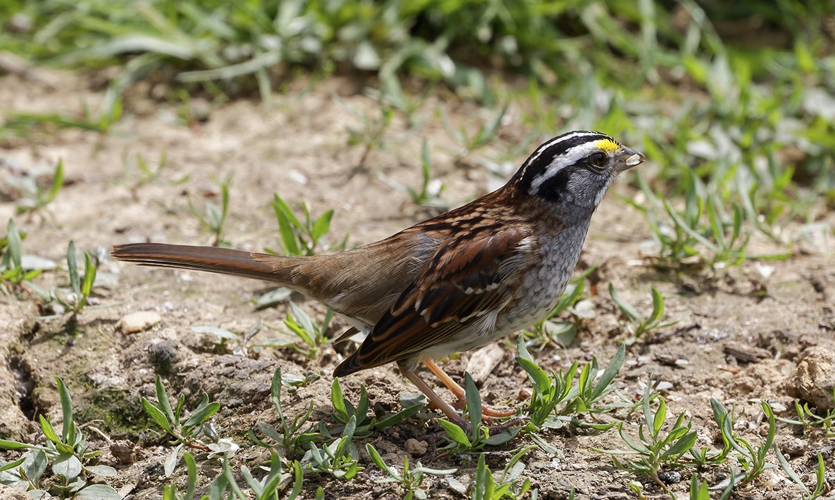 White-throated Sparrow - ML446862161