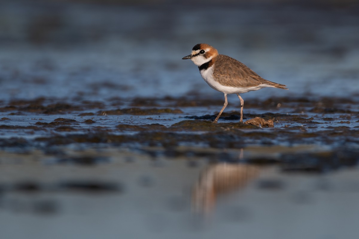 Collared Plover - ML446862421