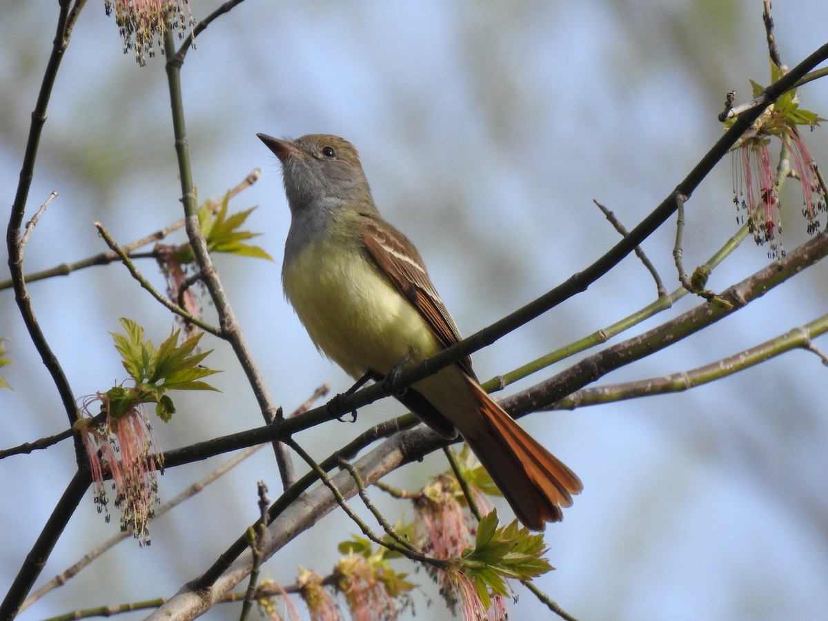 Great Crested Flycatcher - ML446862601