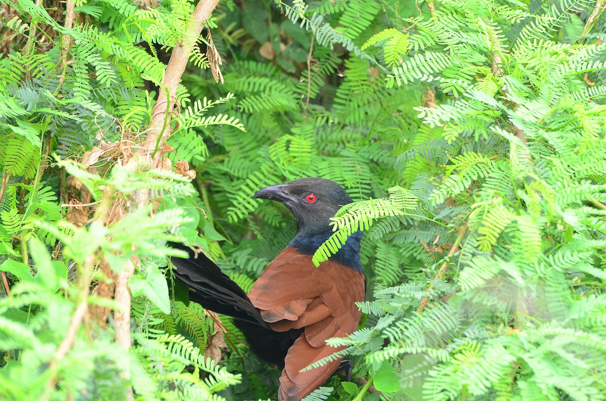 Greater Coucal (Southern) - Bhaskar pandeti