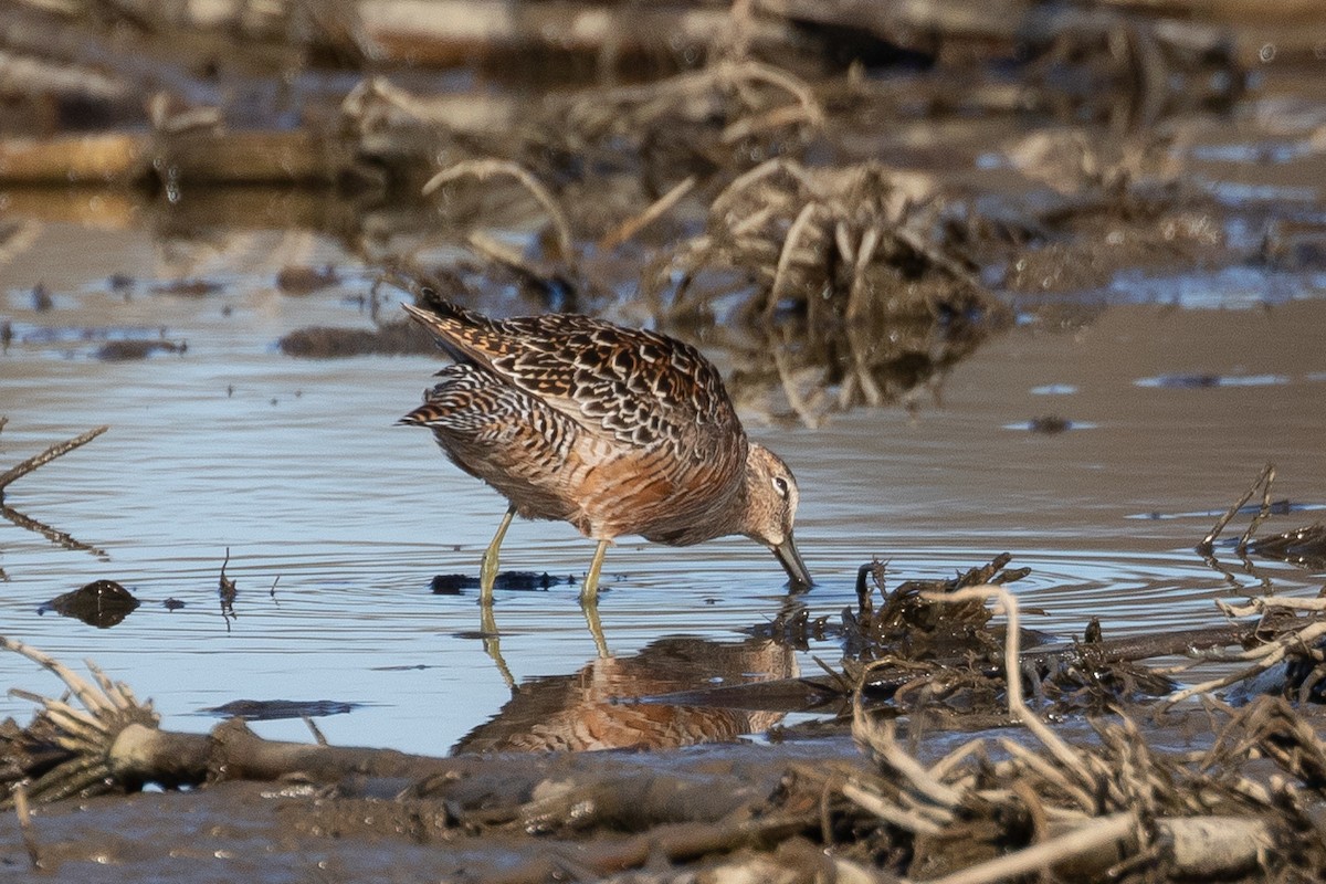 Long-billed Dowitcher - ML446866381