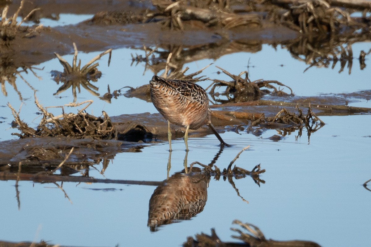 Long-billed Dowitcher - ML446866431