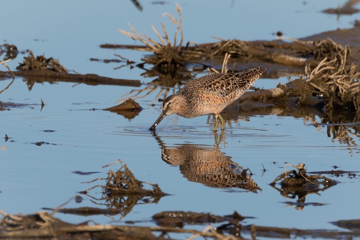Long-billed Dowitcher - ML446866611